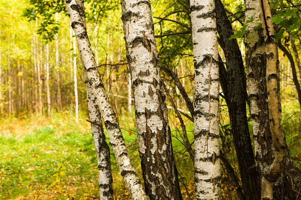 Weiße Herbst Birken Mit Herbstblättern Hintergrund — Stockfoto