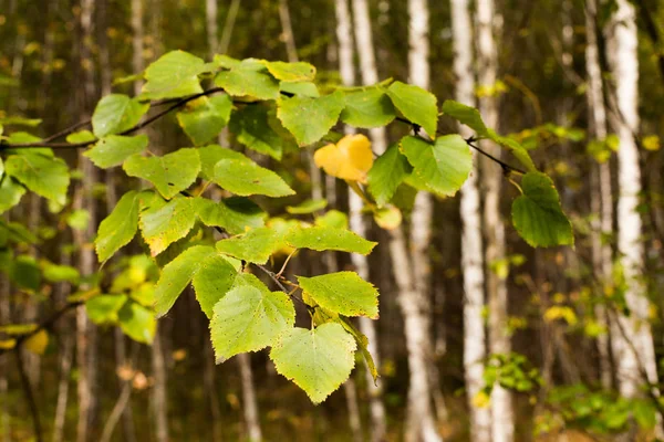 Berk Grove Herfst Berk Takken Met Kleurrijke Bladeren Natuurlijke Herfst — Stockfoto