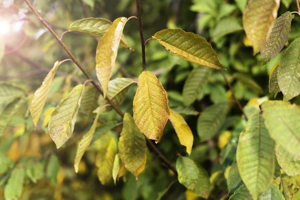 Takken Met Gele Bladeren Natuurlijke Herfst Achtergrond Selectieve Aandacht — Stockfoto