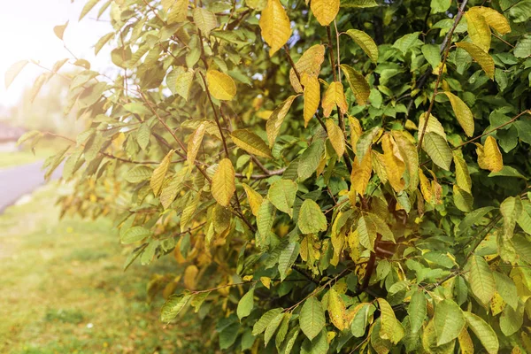 Takken Met Gele Bladeren Natuurlijke Herfst Achtergrond Selectieve Aandacht — Stockfoto