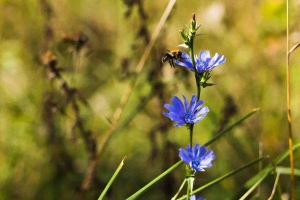 蓝色菊苣花和大黄蜂 秋季草和野生花卉背景 选择性对焦 Spase — 图库照片
