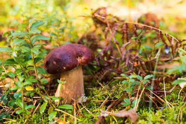 Edible mushroom in a forest on green background, Boletus edulis. Autumn background.