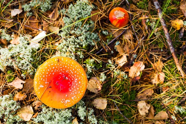 Taburete Sapo Cerca Hongo Venenoso Bosque Con Espacio Para Copiar —  Fotos de Stock