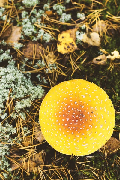 Draufsicht Auf Den Fliegenpilz Nahaufnahme Eines Giftigen Pilzes Wald Mit — Stockfoto