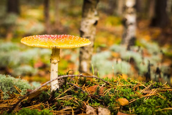 Fliegenpilz Nahaufnahme Eines Giftigen Pilzes Wald Mit Kopierraum — Stockfoto