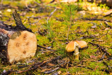 Toadstool, ormanın içinde zehirli bir mantarın fotokopisini çek..