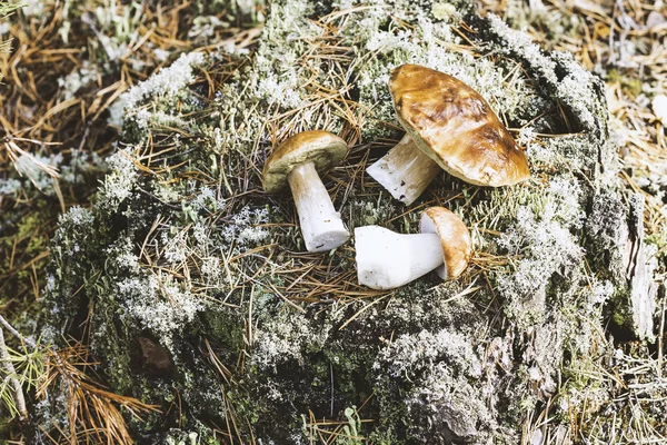Champignons Comestibles Sur Une Souche Couverte Mousse Dans Forêt Sur — Photo