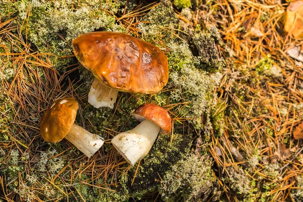 Essbare Pilze Auf Einem Moosbedeckten Baumstumpf Wald Vor Grünem Hintergrund — Stockfoto