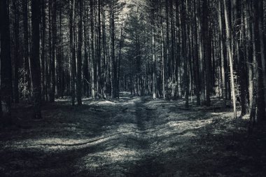 Fantezi turkuaz mavi ışık renk orman sahne arka plan.