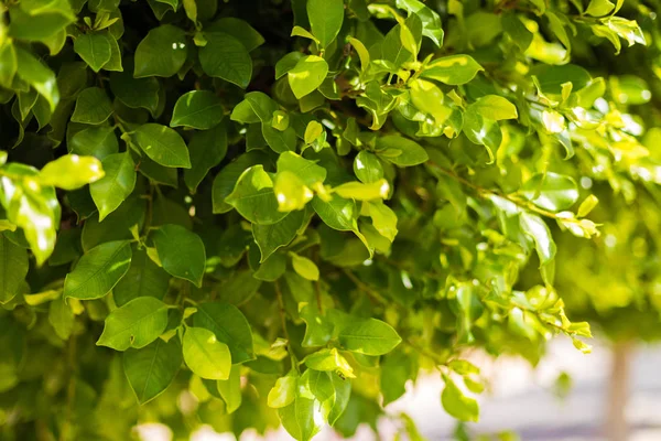 Close Weergave Van Natuur Groene Blad Onscherpe Straat Achtergrond Met — Stockfoto