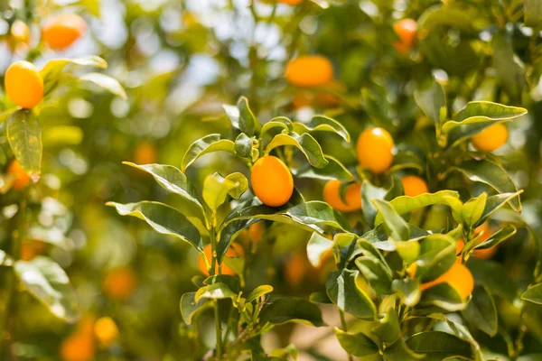 Kumquat-Früchte am Baum vor verschwommenem Hintergrund — Stockfoto