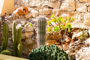 Kaktüsler, succulents ve hamurlu sürahi içinde peyzaj tasarımı kaya arka plan üzerinde farklı