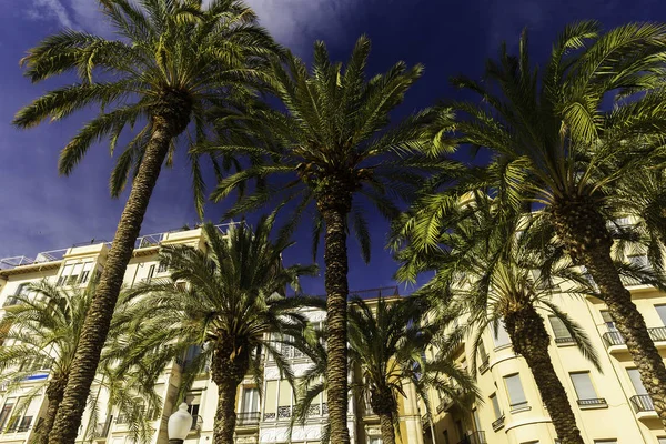 Beautiful palm trees on the background of luxurious facades of buildings in Alicante, Comunidad Valenciana, Spain - the architecture of a European city