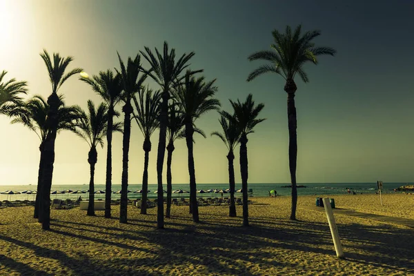 Silhouette Palme Sulla Spiaggia Tramonto Fantastico Paesaggio Serale Spagna — Foto Stock