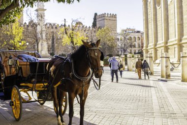 Bir at arabası arka planda Alcazar ve Endülüs, İspanya Sevilla Katedrali ile yakın çekim