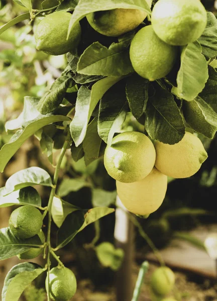 A bunch of fresh lemons on a lemon tree branch in a sunny garden. Selective focus, toned photo