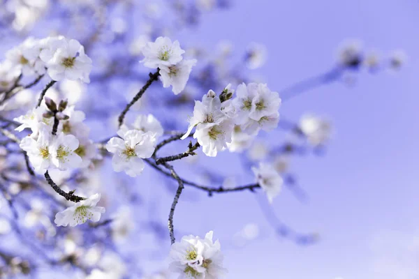 Wiosna obramowania lub tła sztuki z różowe kwiaty migdałowe, pięknej przyrody sceny z kwitnące drzewo, niebo, na Wielkanoc słoneczny dzień. Wiosenne kwiaty w Hiszpania, Europa. — Zdjęcie stockowe