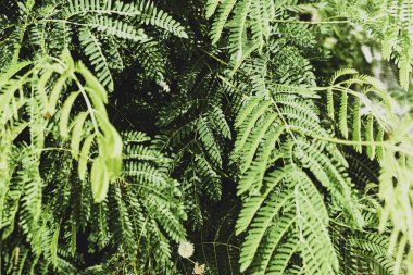 Mimoza ile yeşil arka plana bırakır. Seçici odak, tonlama.