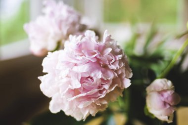 Pembe peonies yakın çekim, tonda, yumuşak odak. Nazik çiçek arka plan - görüntü