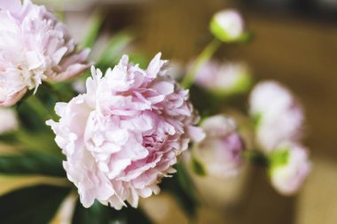 Pembe peonies yakın çekim, tonda, yumuşak odak. Nazik çiçek arka plan - görüntü