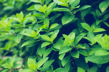 Yeşil yaprakları doku. Yaprakları tonlama arka plan doku.