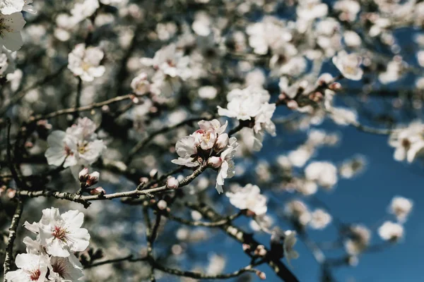 Wiosna blossom tło. Natura piękne sceny z kwitnące drzewo w słoneczny dzień. Wiosenne kwiaty. Piękny Sad na wiosnę. Niewyraźne tło. — Zdjęcie stockowe