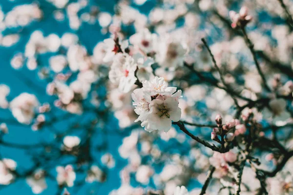 Wiosna blossom tło. Natura piękne sceny z kwitnące drzewo w słoneczny dzień. Wiosenne kwiaty. Piękny Sad na wiosnę. Niewyraźne tło. — Zdjęcie stockowe