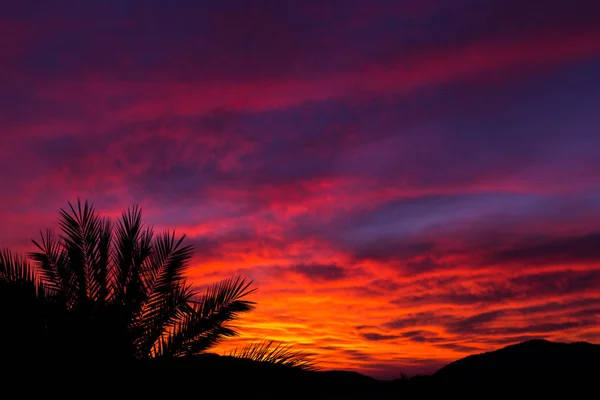 Silhouette of palm trees at sunset as a tropical summer background. Copy spase. — Stock Photo, Image