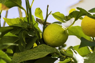 Acrididae locust böcek yaprak yeşil limon ve narenciye yiyor.