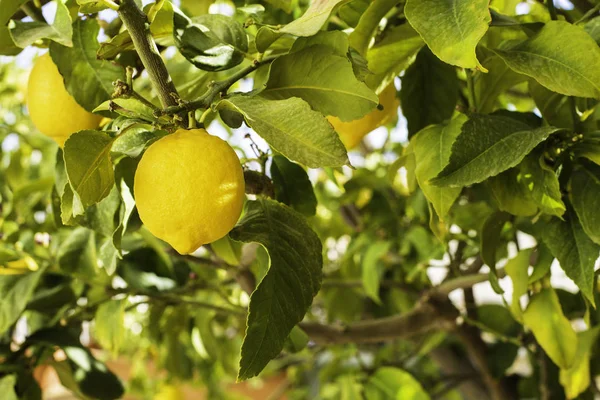 Ett gäng färska mogna citroner på en citronträdgren i solig trädgård. — Stockfoto