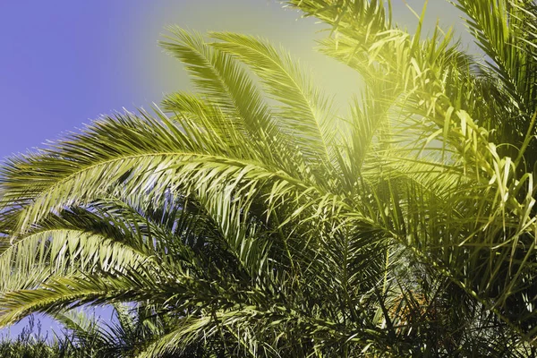 Nahaufnahme tropischer Palmenzweige und strahlender Sonne, die durch die Blätter bricht -abstrakter Hintergrund — Stockfoto