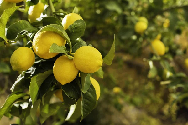 Ett gäng färska mogna citroner på en citronträdgren i solig trädgård. — Stockfoto