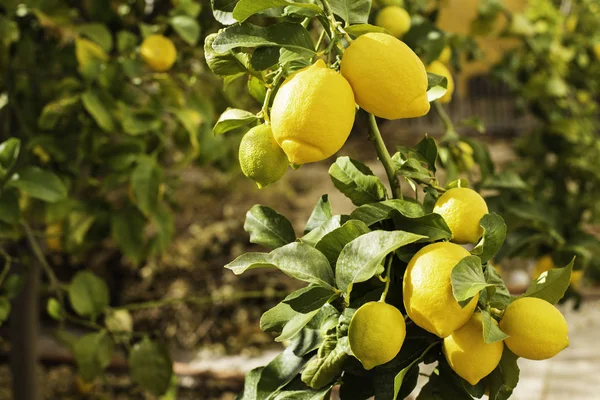 Ett gäng färska mogna citroner på en citronträdgren i solig trädgård. — Stockfoto