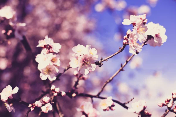 Zbliżenie dużych różowych kwiatów na gałęzi migdałów przeciwko błękitnemu niebu w słoneczny wiosenny dzień. — Zdjęcie stockowe