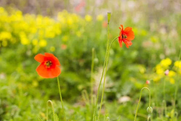 Seçici odak ve güzel bokeh ile yeşil bir alanda kırmızı haşhaş Papaver gelincik. — Stok fotoğraf