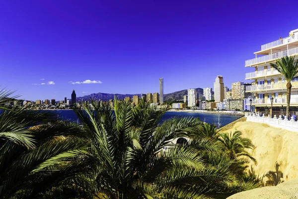 Palm trees on the background of the panorama of the city of Benidorm Spain with skyscrapers and mountains.