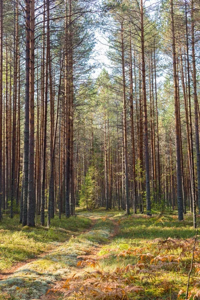 Szene eines wunderschönen Sonnenuntergangs in einem sommerlichen Kiefernwald mit Bäumen und einem bemoosten Fußweg. Landschaft — Stockfoto