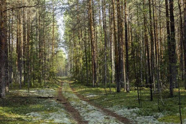 Kiefernwald mit Bäumen und ein Feldweg, der im Sommer nachmittags mit Moos bedeckt ist. Landschaft. — Stockfoto