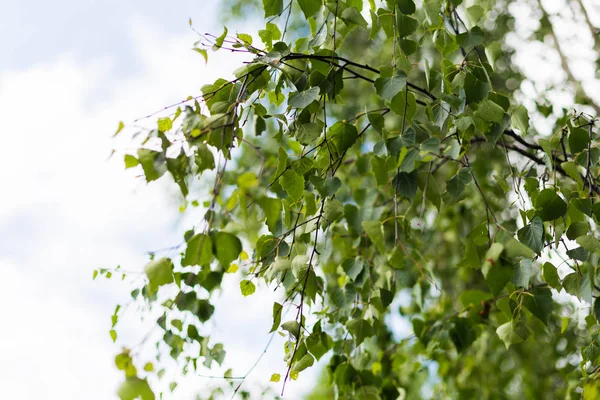Verse groene jonge bladeren van Berkenboom in het voorjaar. — Stockfoto
