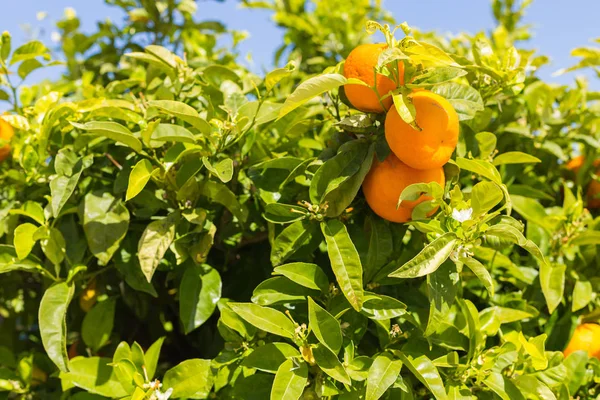 Um monte de tangerinas maduras frescas em um ramo de limoeiro em um jardim ensolarado . — Fotografia de Stock
