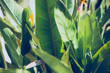 Tropikal yaprak dokusu, geniş palmiye yaprakları yeşil arka plan