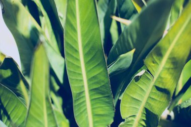 Tropikal yaprak dokusu, geniş palmiye yaprakları yeşil arka plan