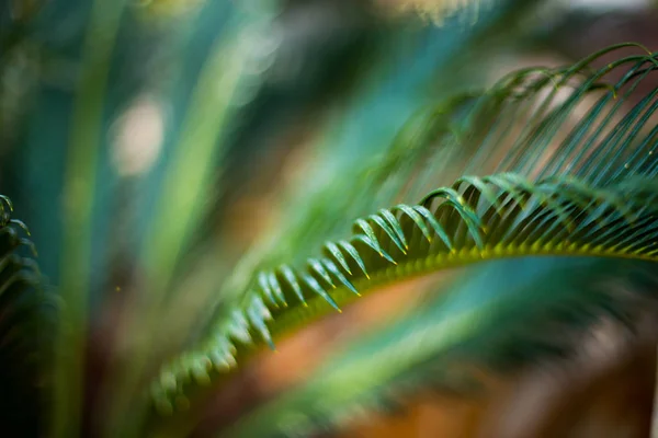 열대 야자수 잎, 자연 녹색 배경입니다. 선택적 초점, 흐림 — 스톡 사진