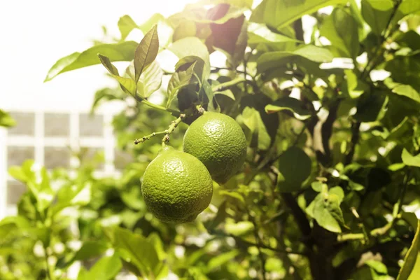 Bunch of fresh green lemons on a lemon tree branch in sunny garden