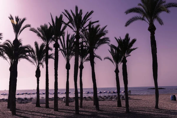 Silhouette di palme sulla spiaggia al tramonto. Paesaggio tropicale serale in una tinta fantastica . — Foto Stock