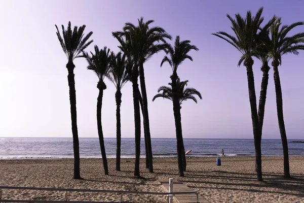 Silhouette di palme sulla spiaggia al tramonto. Paesaggio tropicale serale . — Foto Stock