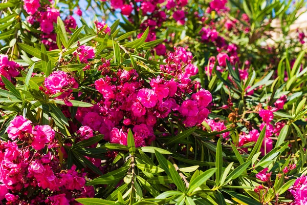 Flores de oleandro rosa florescendo no jardim. Foco seletivo. Espaço para cópia. Primavera de flor, verão exótico . — Fotografia de Stock