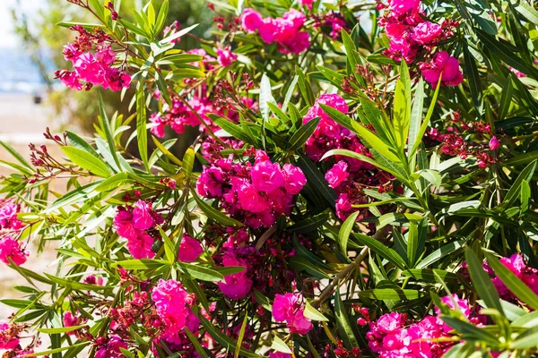Flores de oleandro rosa florescendo no jardim. Foco seletivo. Espaço para cópia. Primavera de flor, verão exótico . — Fotografia de Stock