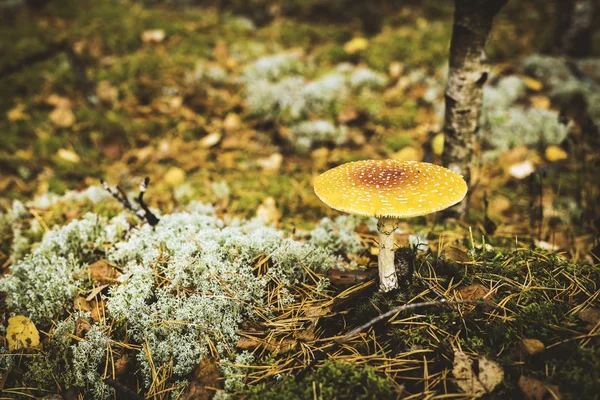 Taburete de sapo, primer plano de un hongo venenoso en el bosque con espacio para copiar —  Fotos de Stock