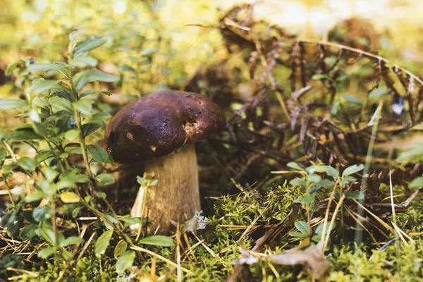 Edible mushroom in a forest on green background, Boletus edulis. Autumn background — Stock Photo, Image